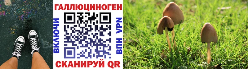 Псилоцибиновые грибы мицелий Кудрово