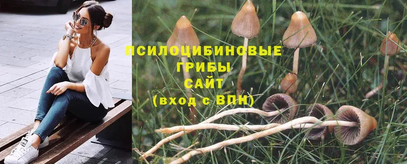 Галлюциногенные грибы MAGIC MUSHROOMS  blacksprut онион  Кудрово 