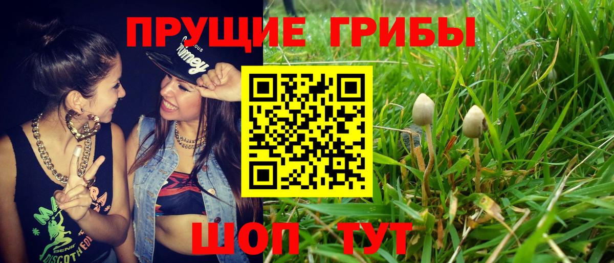 Кудрово  Галлюциногенные грибы мицелий  Вход с VPN 